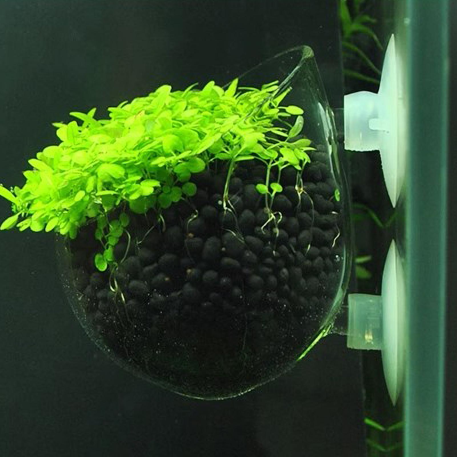 Aquarium Plant Holder Glass Aq - Planted Aquarium Aquascape recension och pris