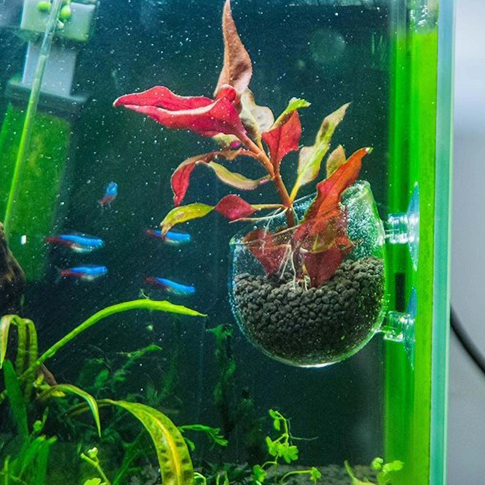 Aquarium Plant Holder Glass Aq - Planted Aquarium Aquascape recension och pris