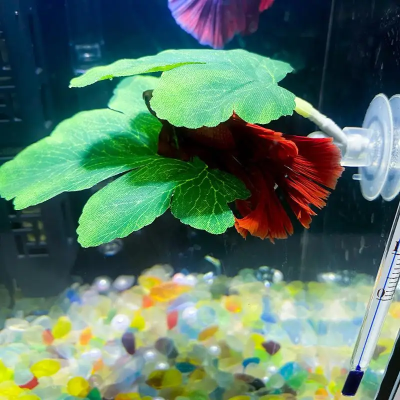 Betta Fish Leaf Hammock Aquari - Planted Aquarium For Betta recension och pris