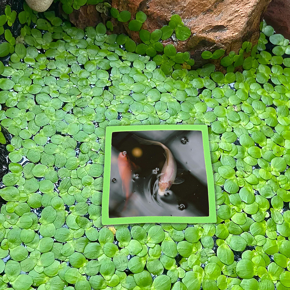 10Pcs Aquarium Floating Rings  - Planted Aquarium For Betta recension och pris