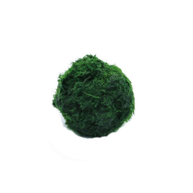 Marimo Moss Balls Live Aquariu - Planted Aquarium Aquascape recension och pris