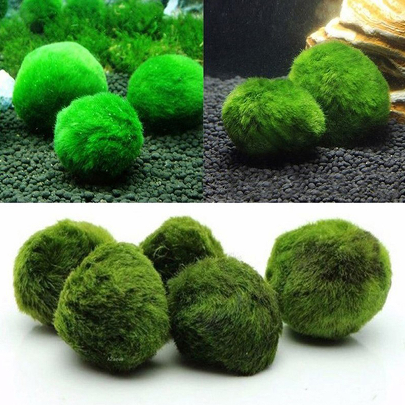 Marimo Moss Balls Live Aquariu - Planted Aquarium Aquascape recension och pris