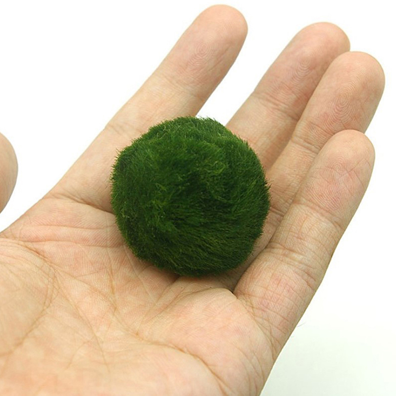 Marimo Moss Balls Live Aquariu - Planted Aquarium Aquascape recension och pris