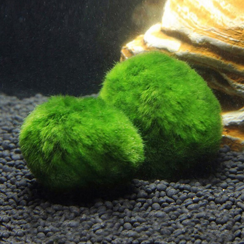 Marimo Moss Balls Live Aquariu - Planted Aquarium Aquascape recension och pris
