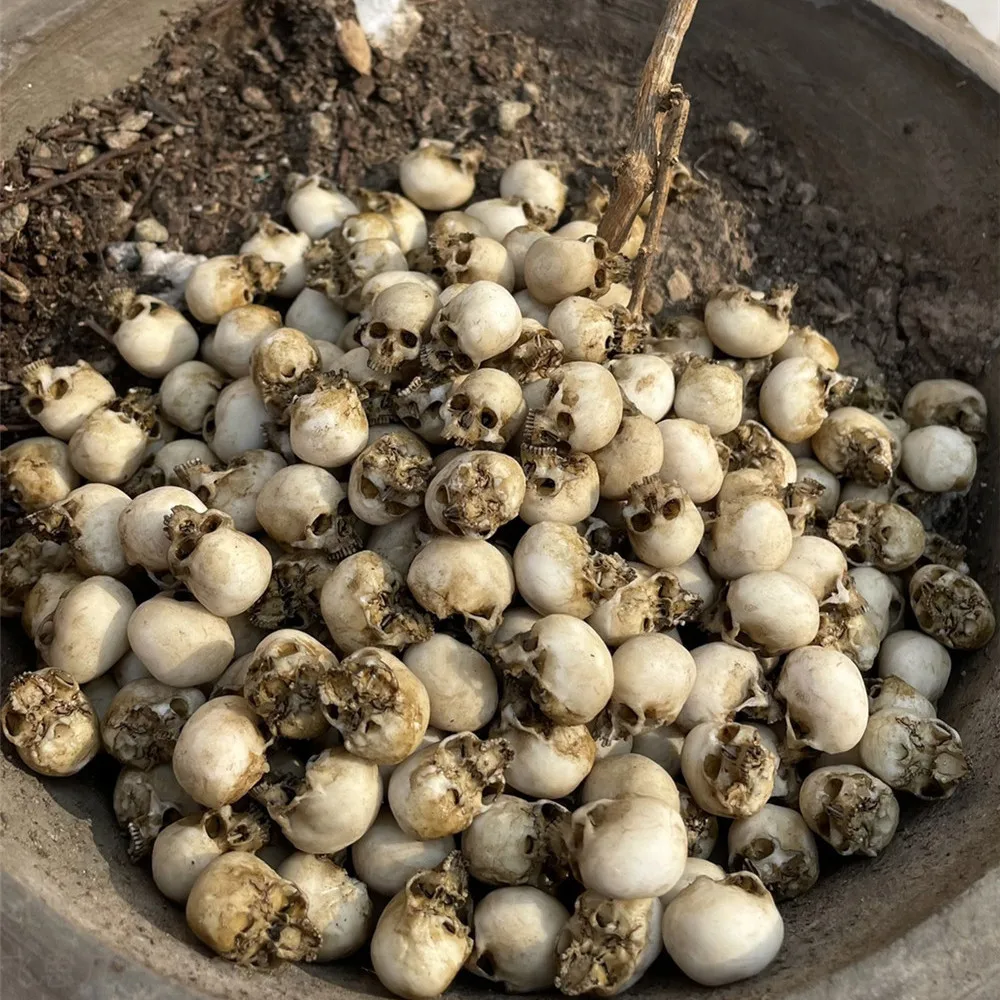 Mini Skull High Quality Miniat - Aquarium Plant In Pot recension och pris