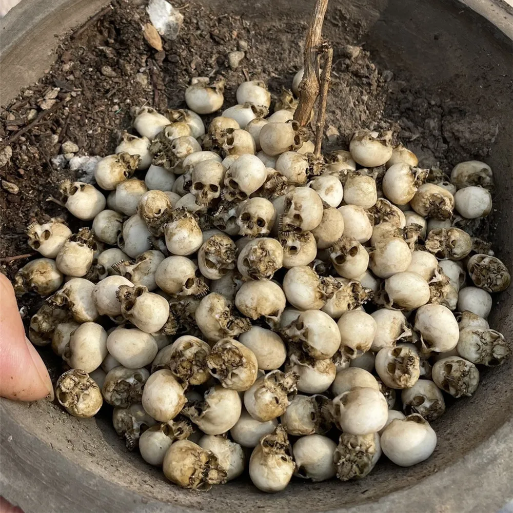 Mini Skull High Quality Miniat - Aquarium Plant In Pot recension och pris